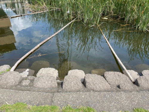 ひょうたん池風景4